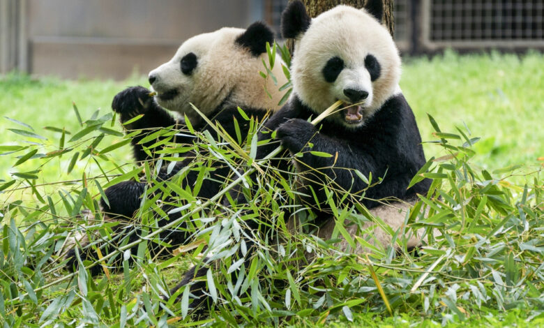 El Zoo Nacional de Washington recibirá dos nuevos pandas gigantes de China