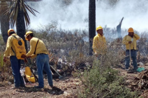 Incendios en Nuevo León consumen 470 hectáreas de vegetación